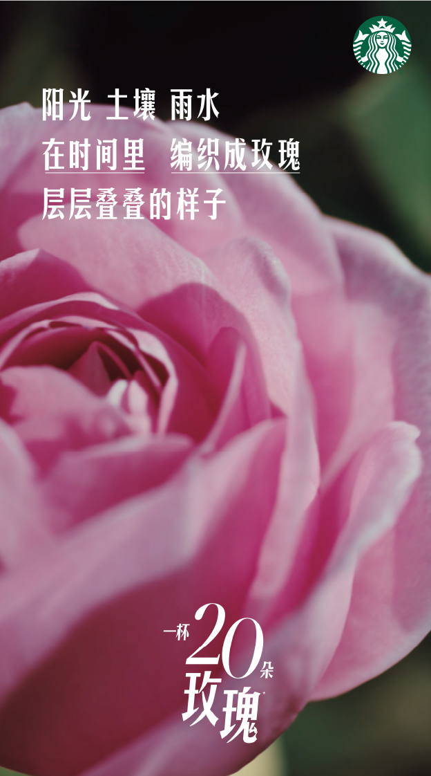 星巴克玫瑰20回归：花农影像与主题门店 · 图片 7
