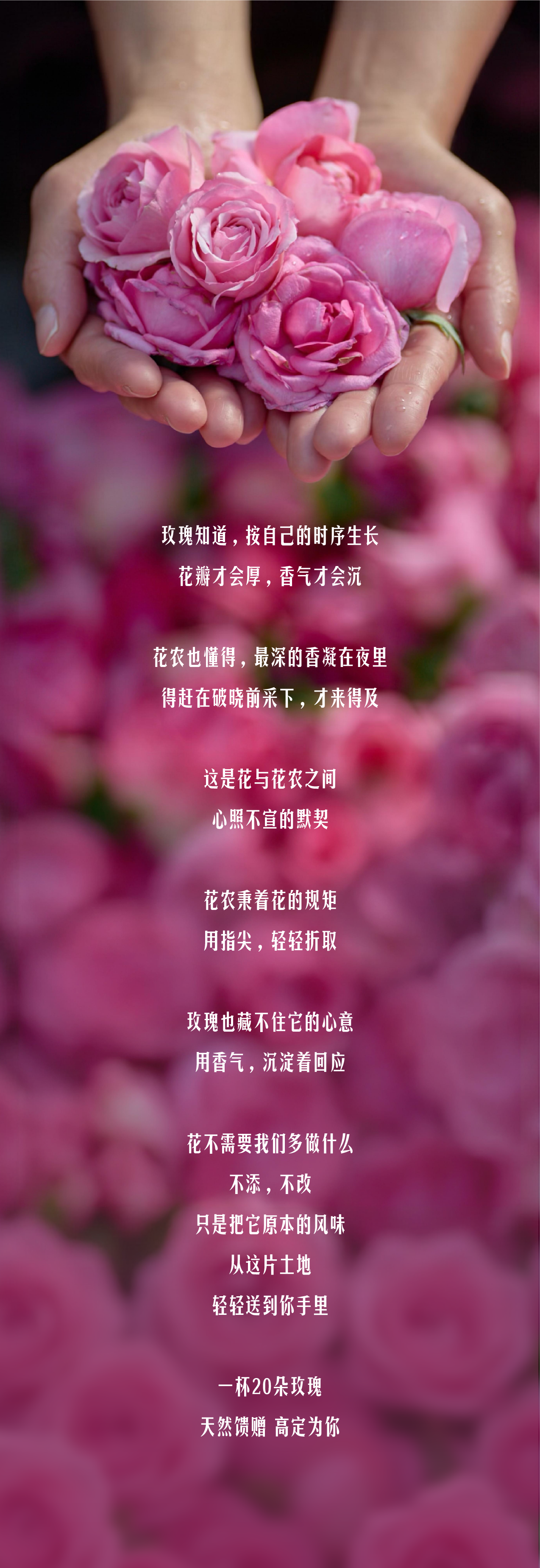 星巴克玫瑰20回归：花农影像与主题门店 · 图片 2