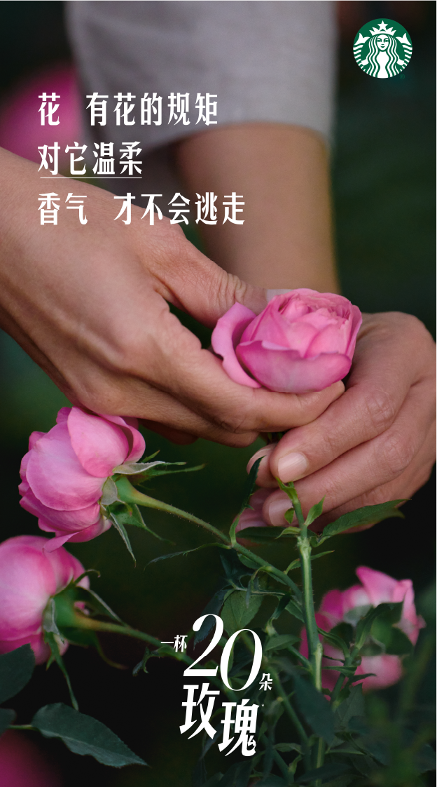 星巴克玫瑰20回归：花农影像与主题门店 · 图片 4