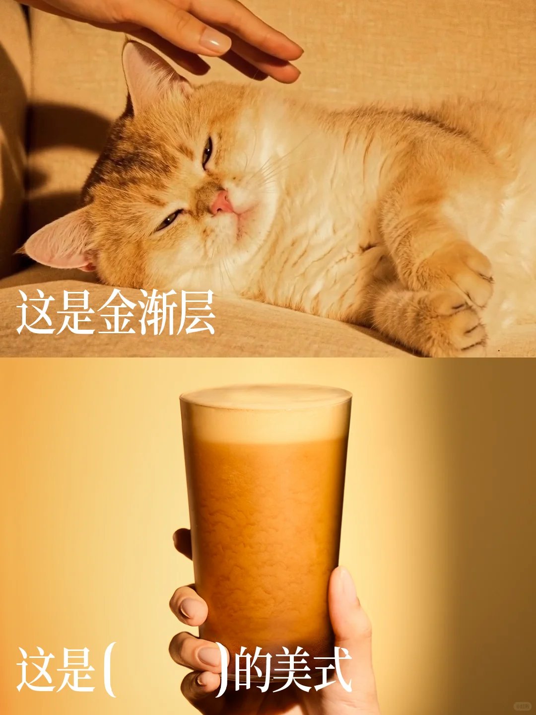 金渐层美式图2