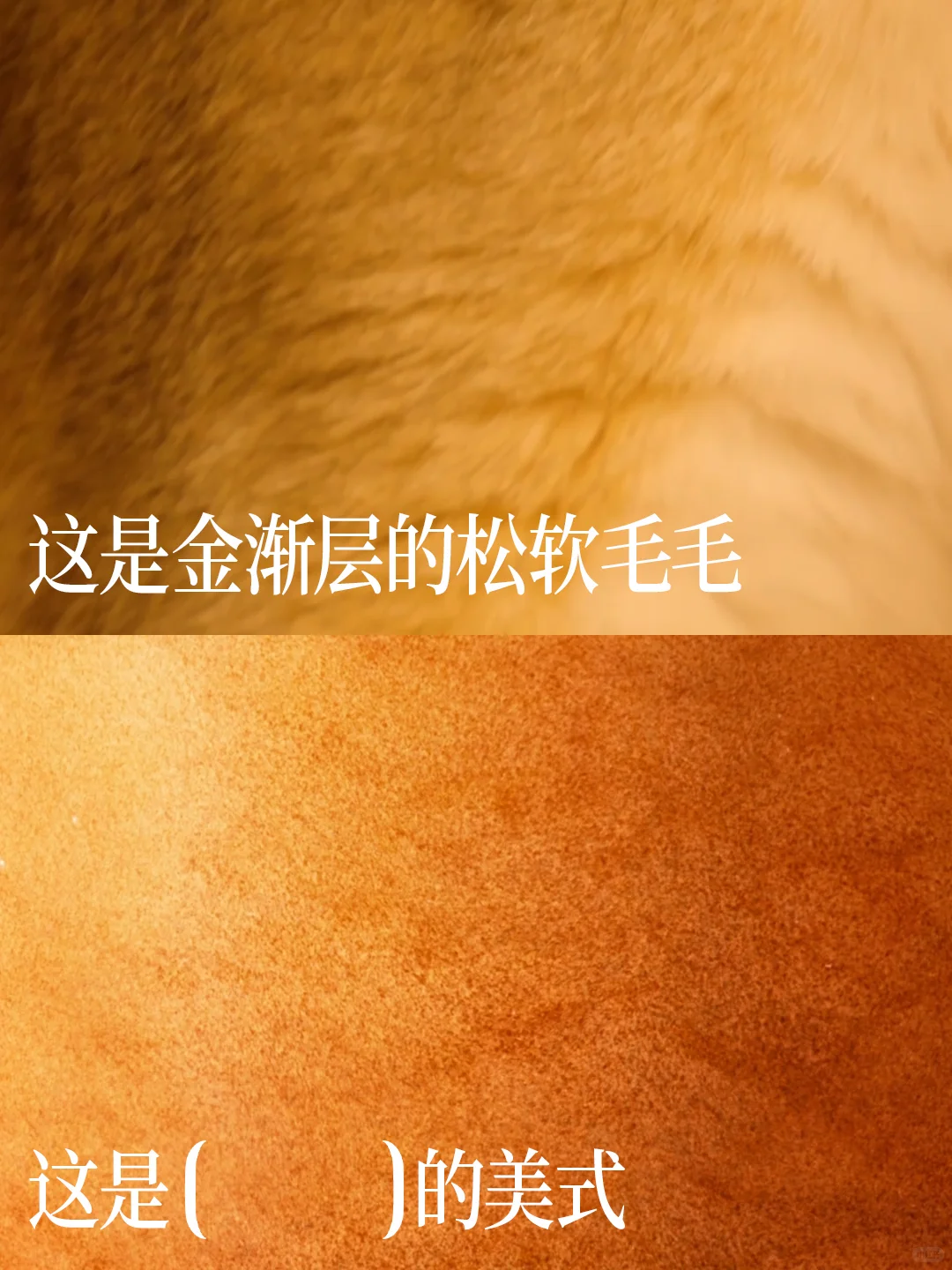 金渐层美式图3