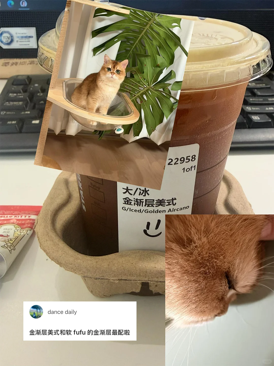 👈左滑沉浸式吸猫…咖